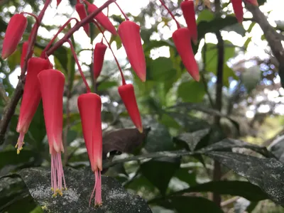 Quassia amara — Hombre grande