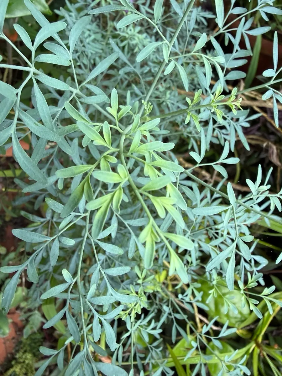 Ruta chalapensis Rue