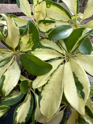 Schefflera arboricola 'Variegata' — Cheflera variegada