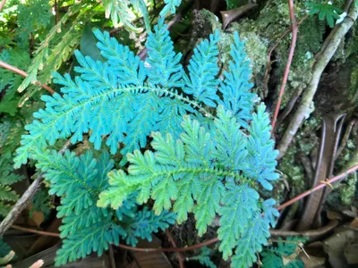 Selaginella willdenowii — Helecho Azúl
