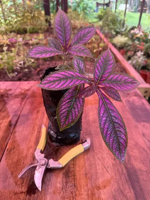 Strobilanthes auriculata — Escudo persa