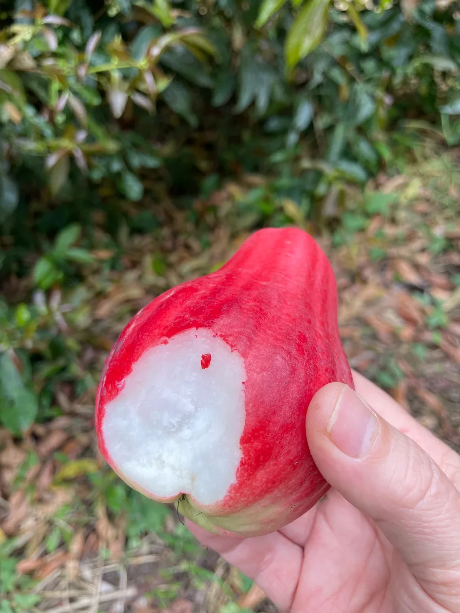 Syzygium malaccense Water Apple