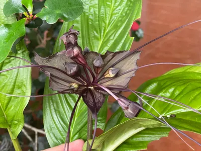 Tacca chantrieri