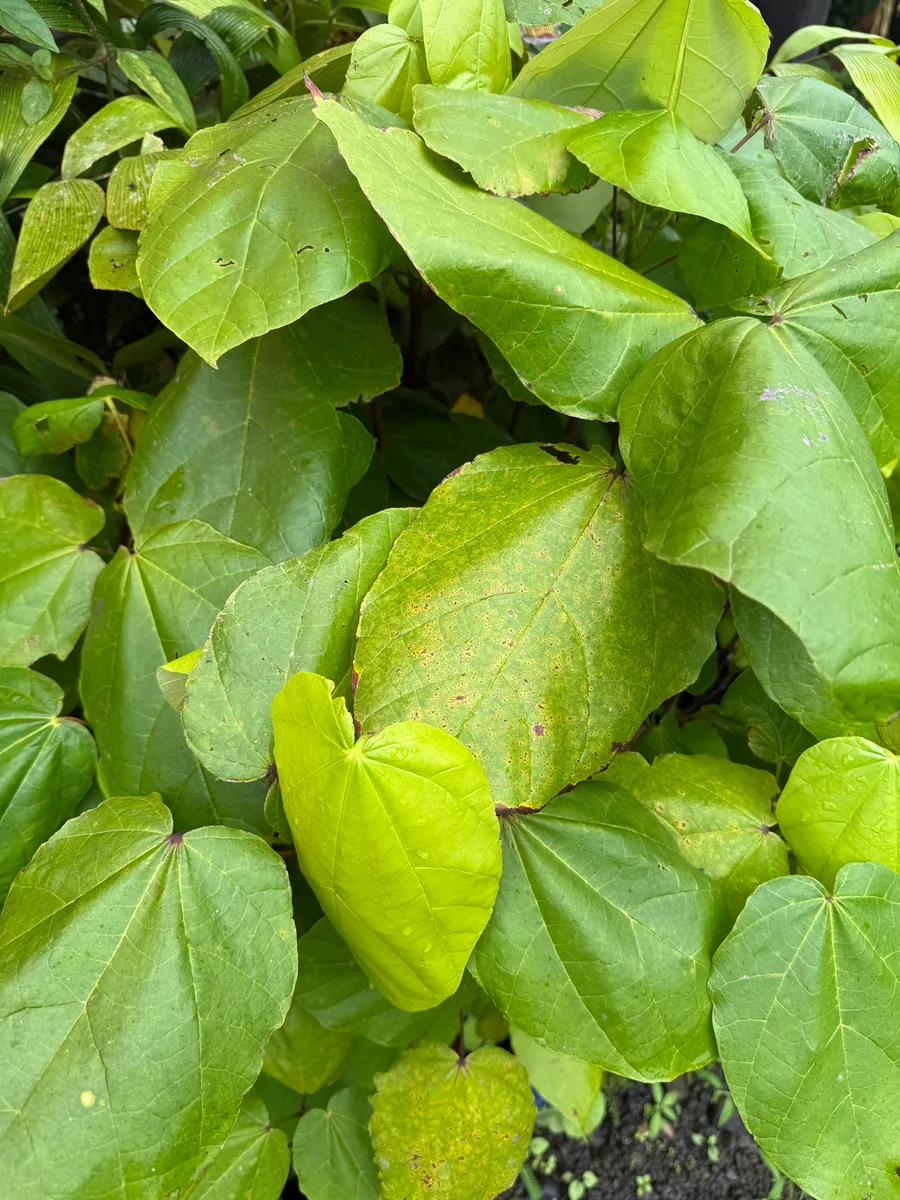 Theobroma bicolor Cacao jaguar / blanco