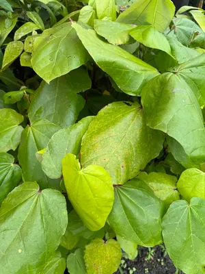 Theobroma bicolor — Cacao jaguar / blanco