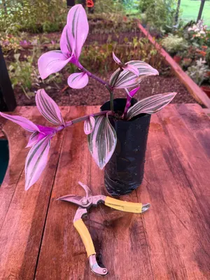 Tradescantia albiflora 'Nanouk' — Tradescantia Nanouk