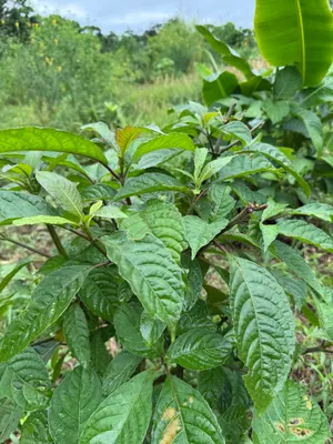Trichanthera gigantea — Nacedero