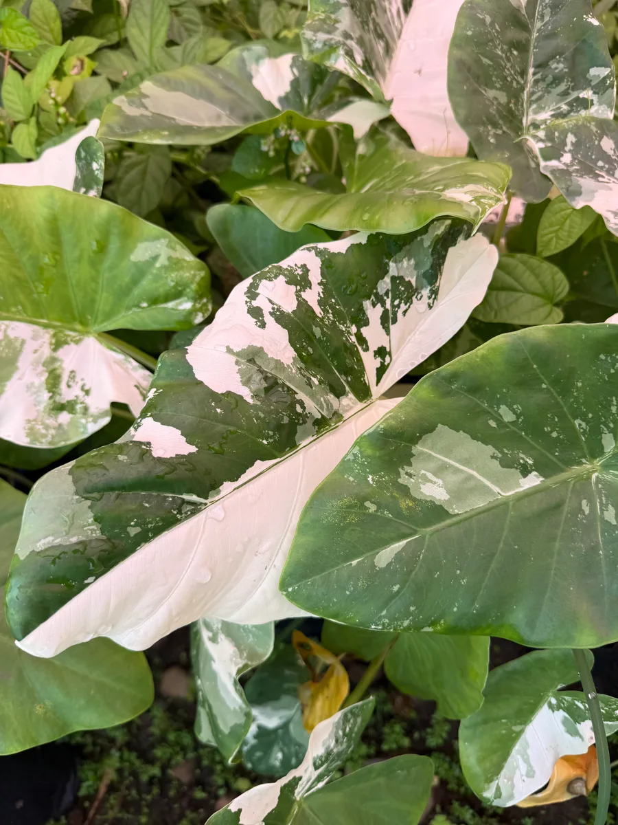 Xanthosoma sagittifolium 'Variegatum' Variegated Xanthosoma