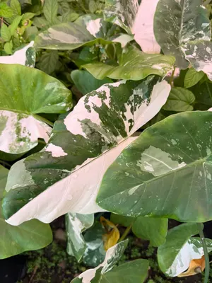 Xanthosoma sagittifolium 'Variegatum' — Marquesa