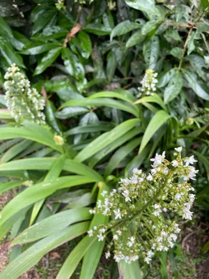 Xiphidium caeruleum — Cola de Gallo