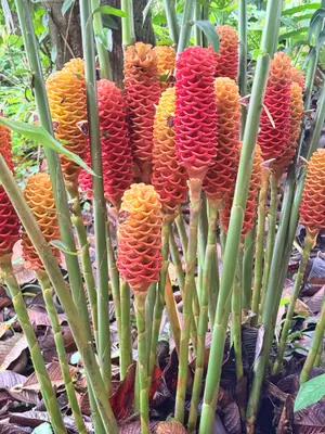 Zingiber spectabile — Maraca / Jengibre jabón